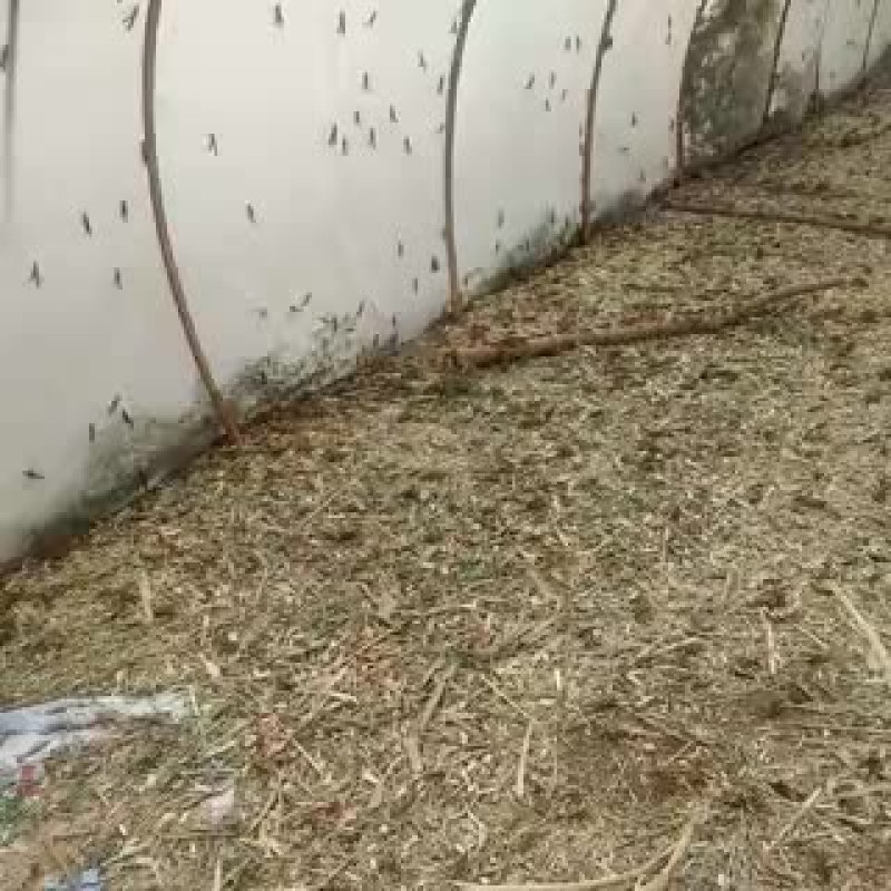 东亚飞蝗食用