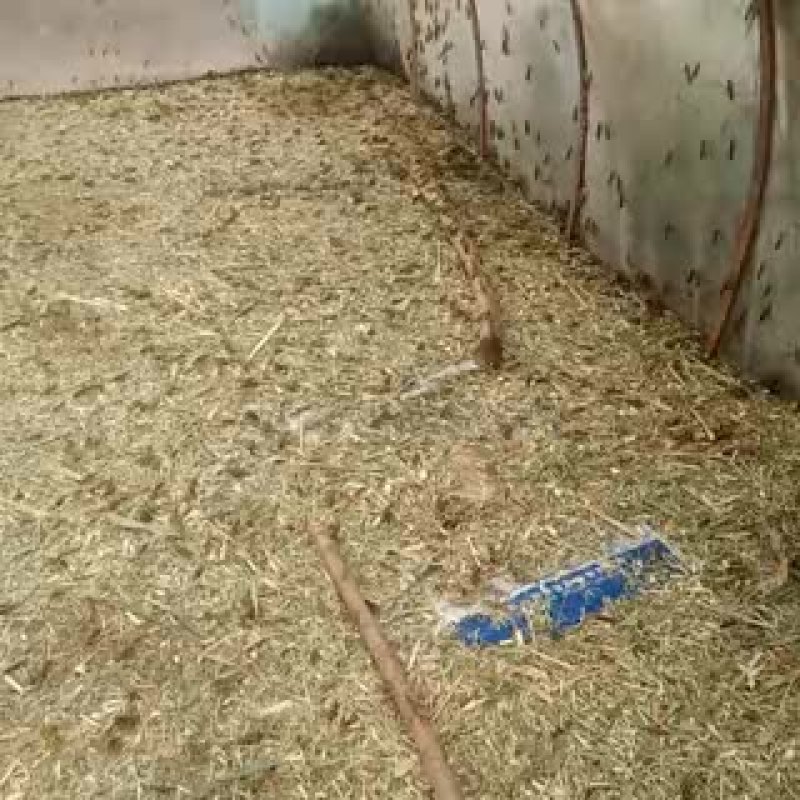 东亚飞蝗食用