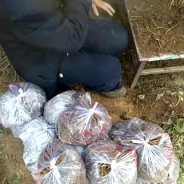 白芍种苗