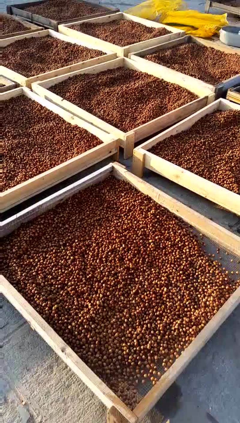 东北榛子一级