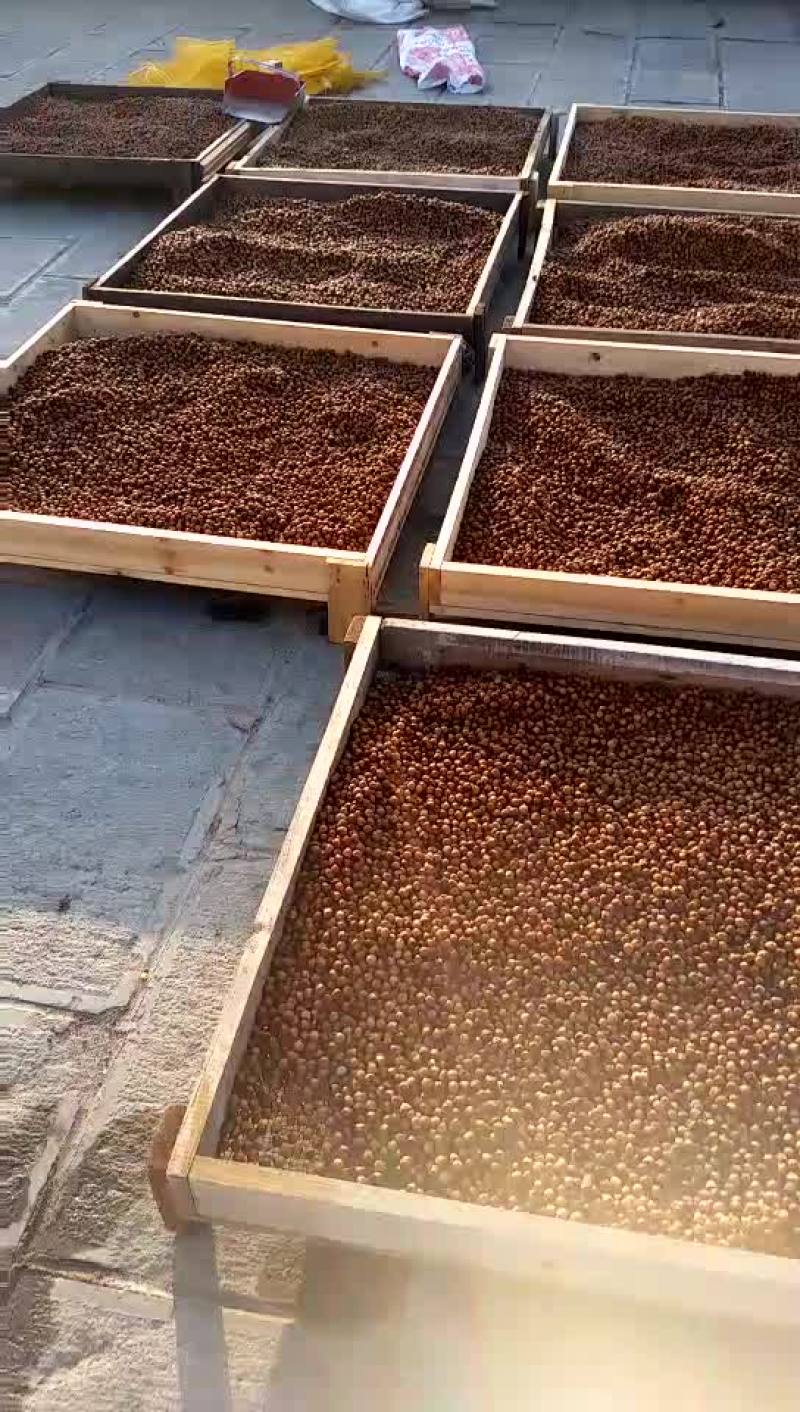 东北榛子一级