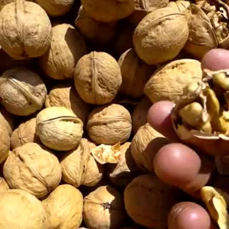 纸皮核桃30mm以上去皮干