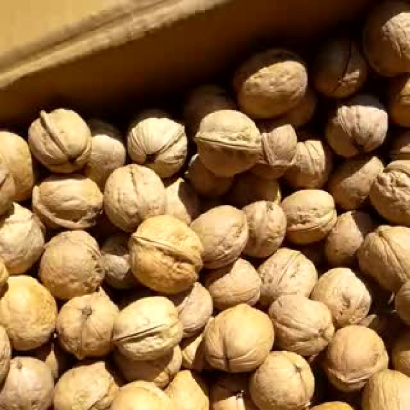 纸皮核桃30mm以上去皮干