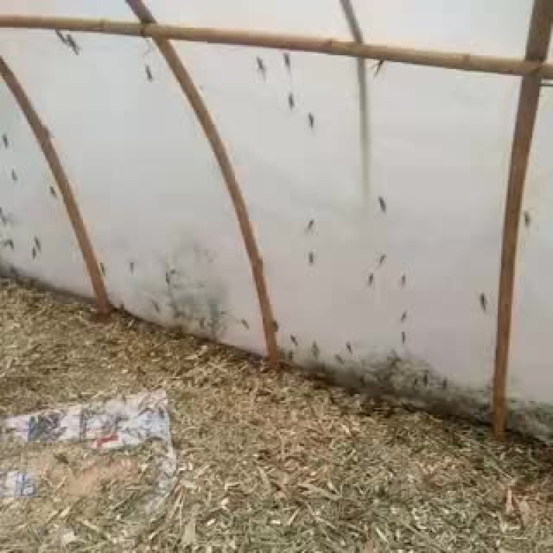 东亚飞蝗食用