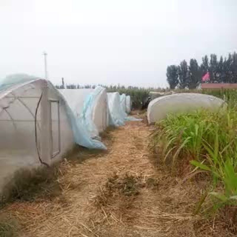 东亚飞蝗食用
