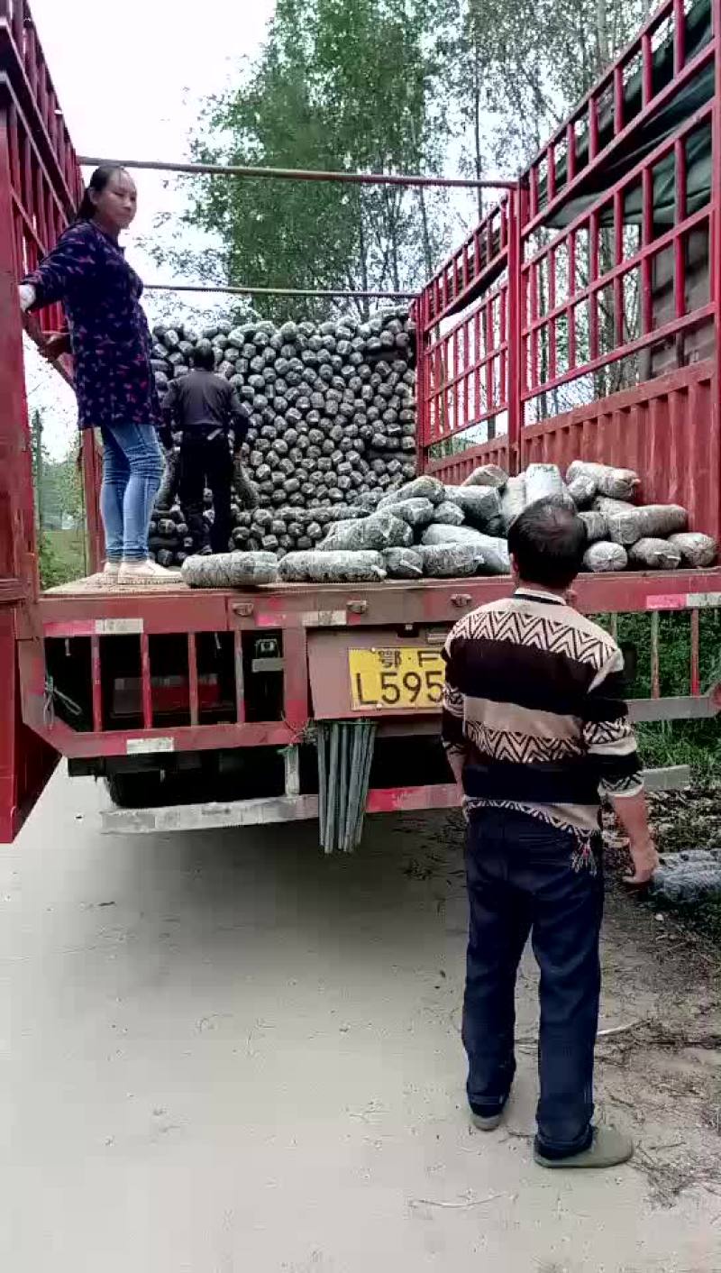 808香菇棒20*50公分
