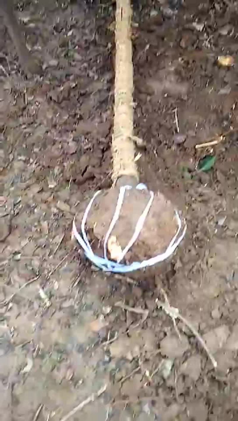 红叶李