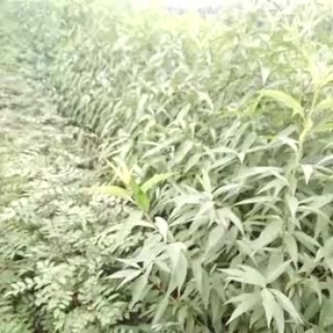 占地树苗毛桃树苗1到3公分毛桃苗批发毛桃苗