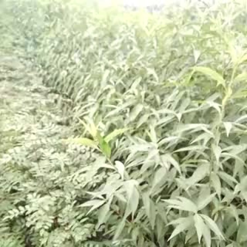占地树苗毛桃树苗1到3公分毛桃苗批发毛桃苗