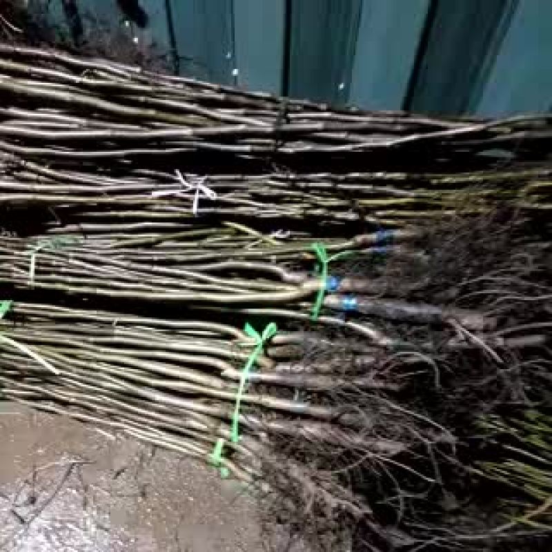 核桃苗100~150cm二年苗