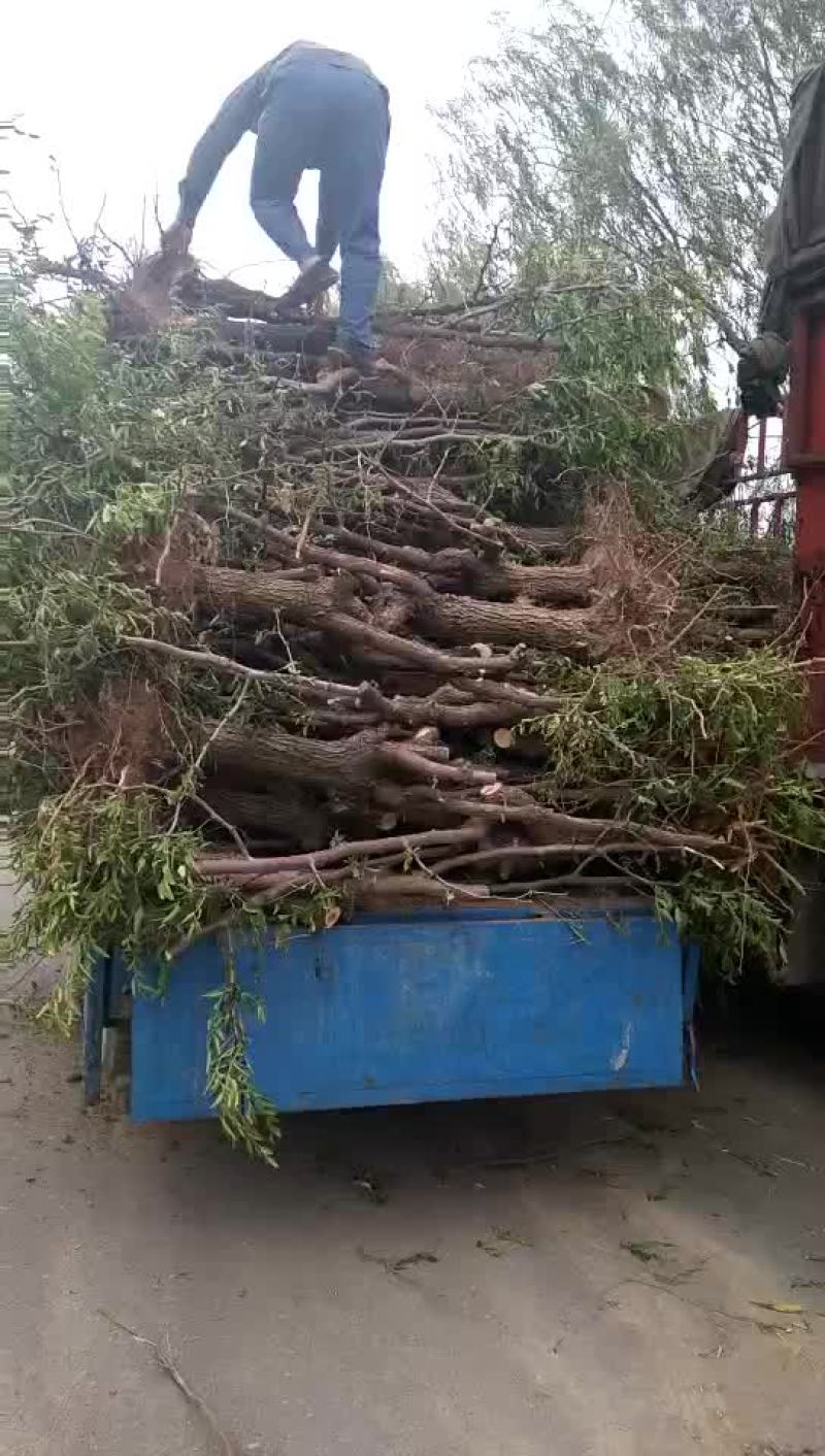 冬枣树苗50~80cm