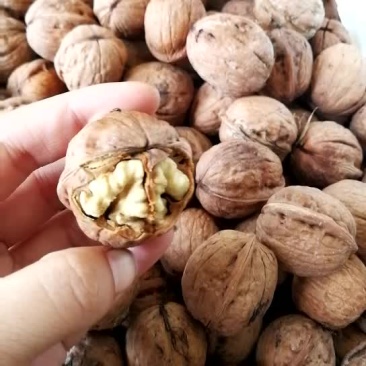 纸皮核桃30mm以上去皮干