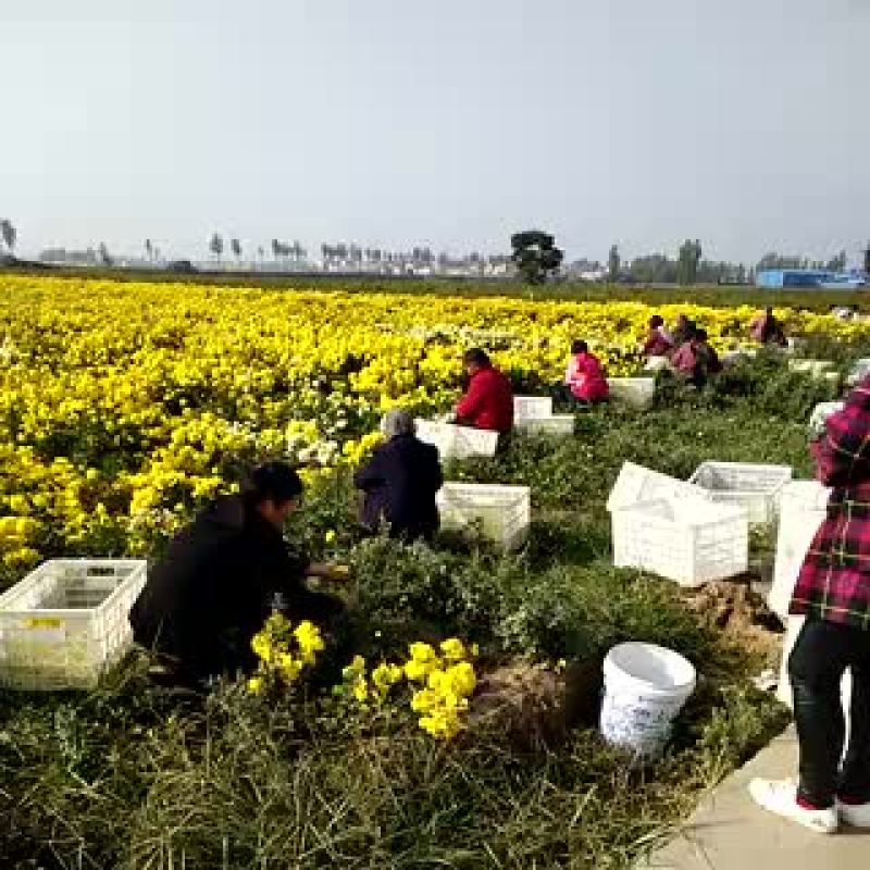 怀菊花袋装