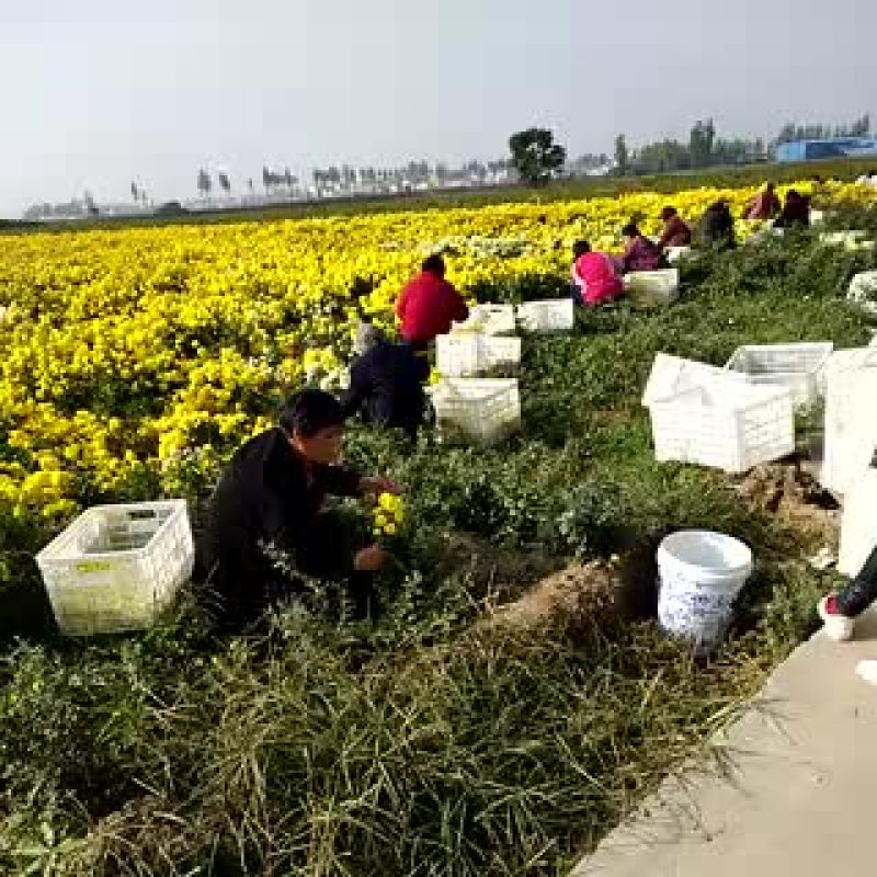 怀菊花袋装