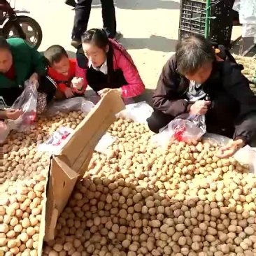 薄皮核桃去皮25~35mm干