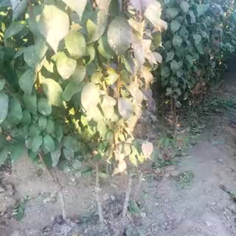 李子树苗150~250cm