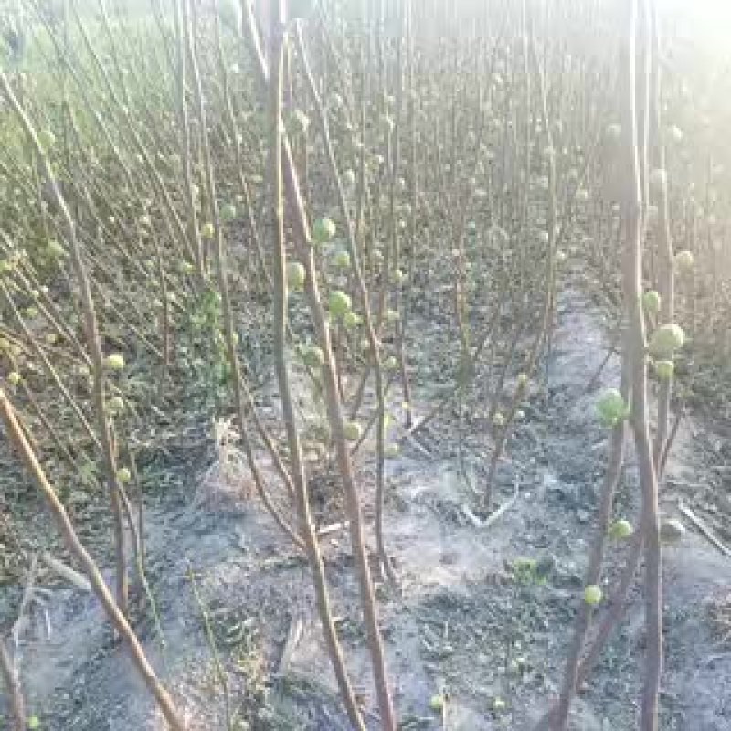 无花果苗80cm以上