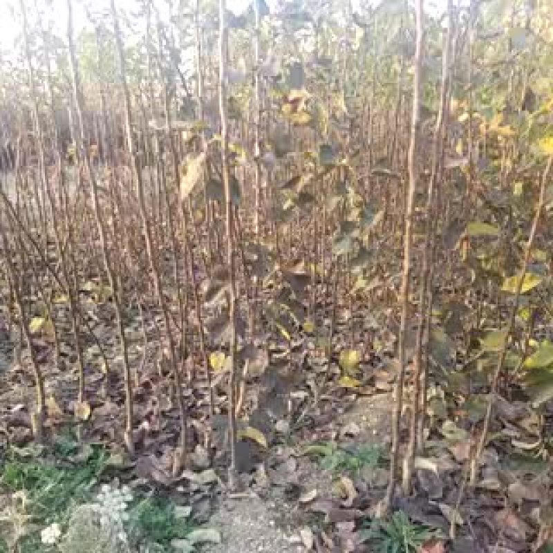 玉露香梨苗1~4cm150~200cm
