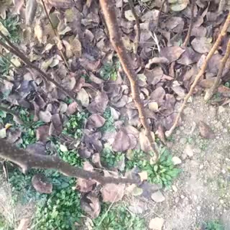 玉露香梨苗1~4cm150~200cm