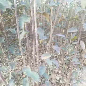 苹果树苗150cm以上
