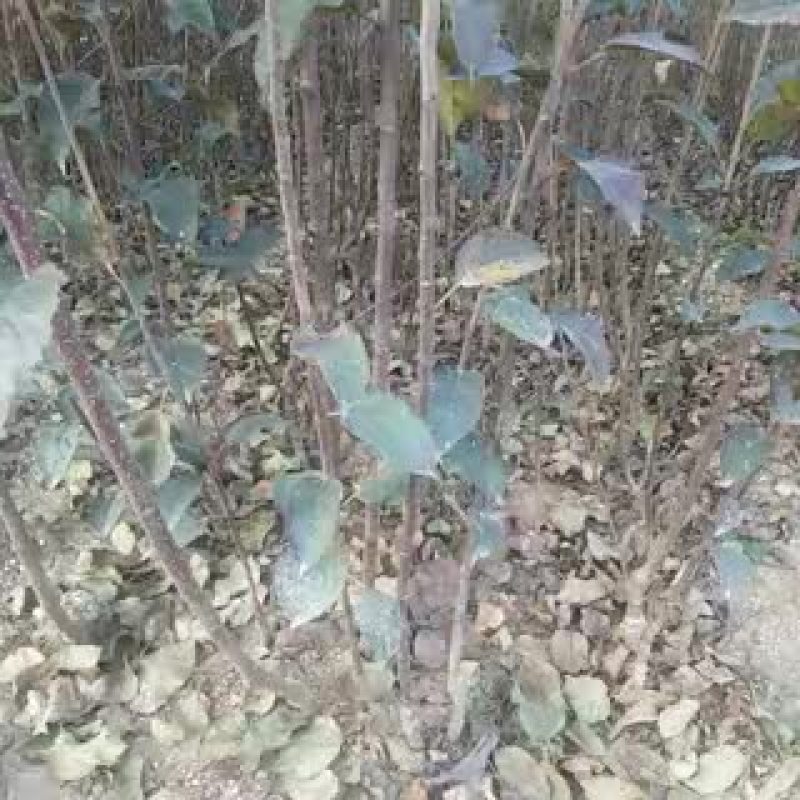 苹果树苗150cm以上