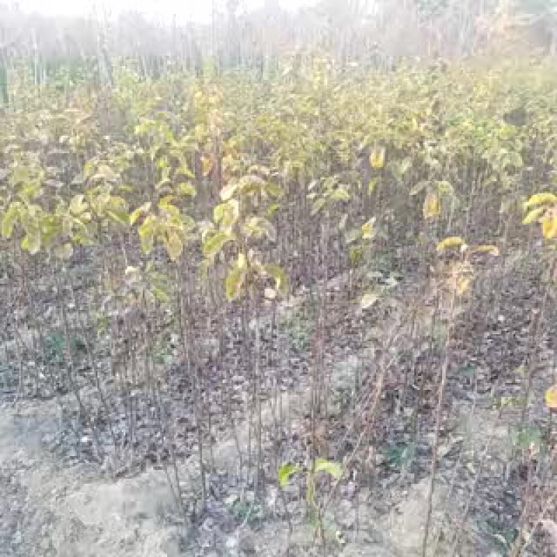 皇冠梨树苗0.8~3cm100~150cm