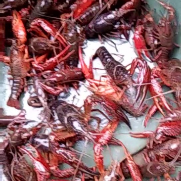 小龙虾食用4-6钱（20-30克）活虾小龙虾主养