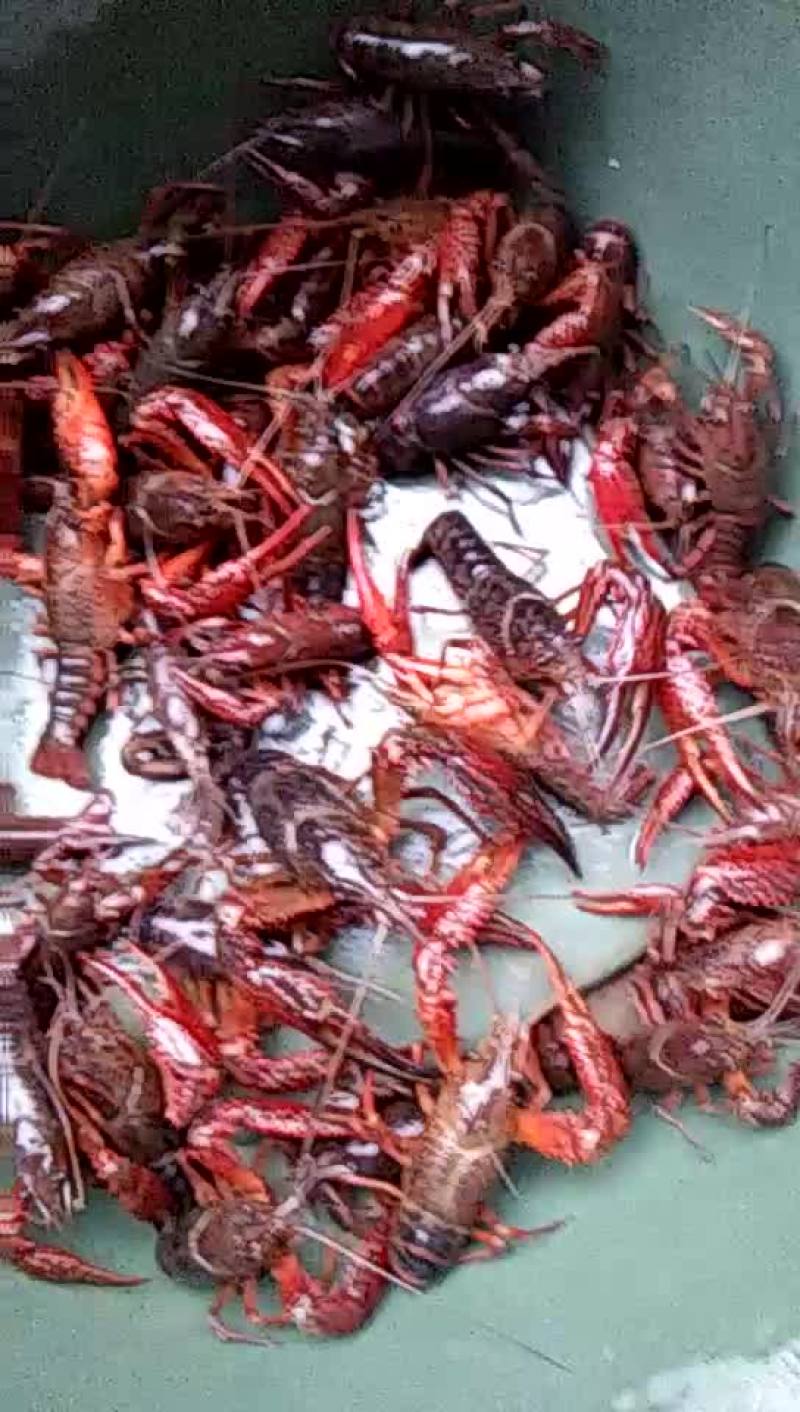 小龙虾食用4-6钱（20-30克）活虾小龙虾主养