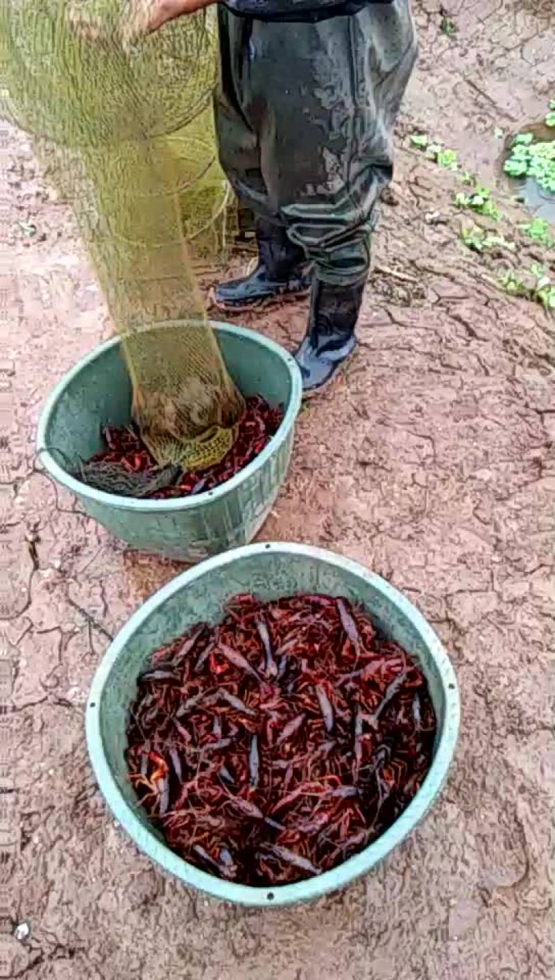 小龙虾食用4-6钱（20-30克）活虾小龙虾主养