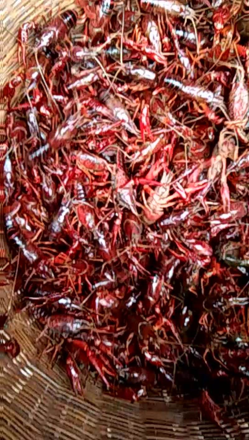 小龙虾食用4-6钱（20-30克）活虾小龙虾主养
