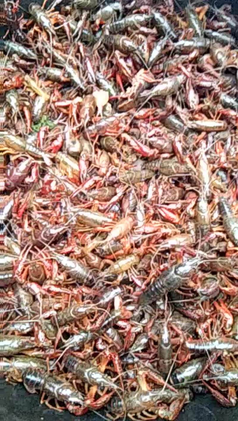 小龙虾食用4-6钱（20-30克）活虾小龙虾主养