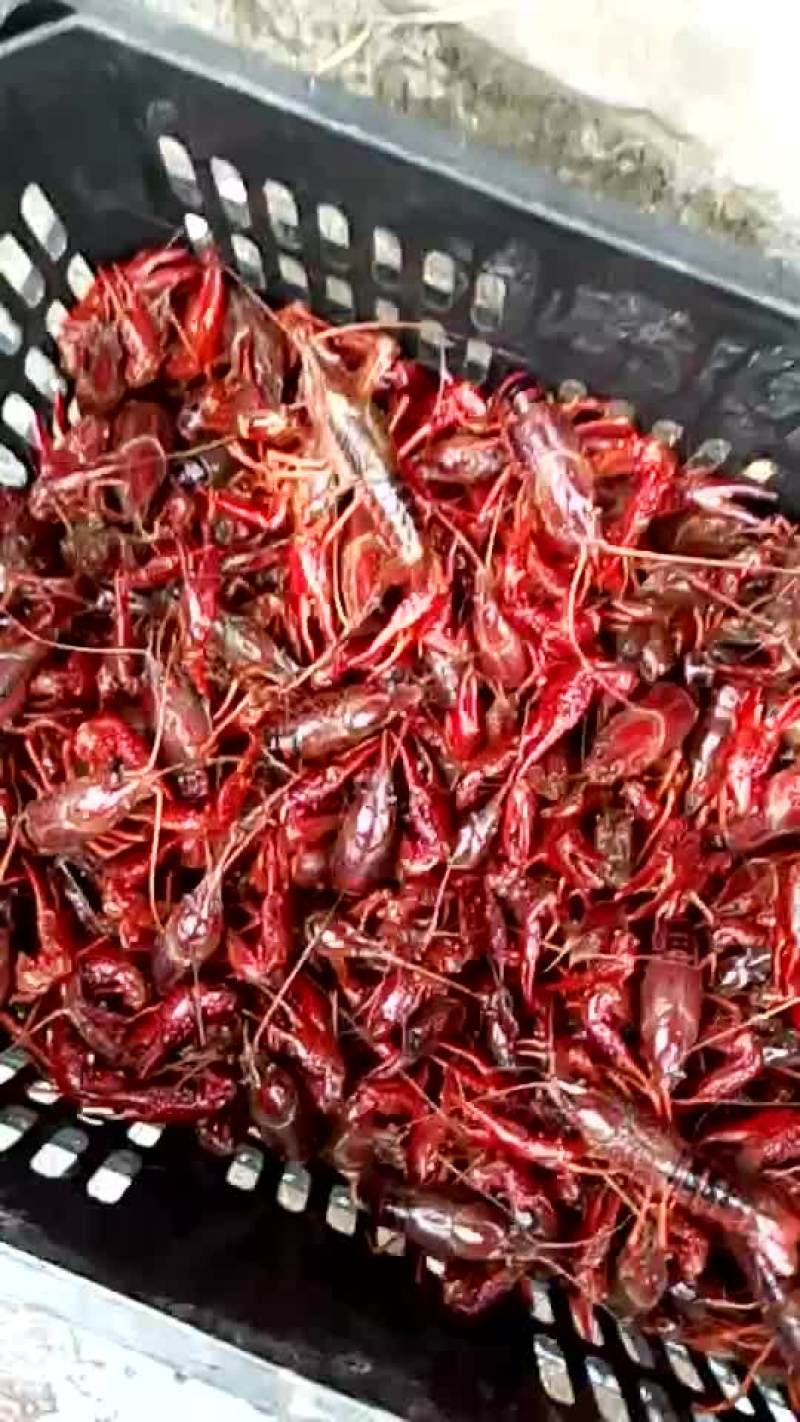 小龙虾食用4-6钱（20-30克）活虾小龙虾主养