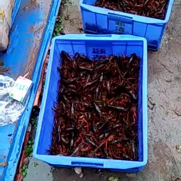 小龙虾食用6-8钱（30-40克）活虾小龙虾主养