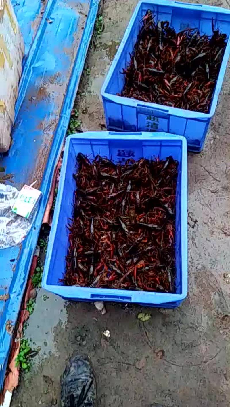 小龙虾食用6-8钱（30-40克）活虾小龙虾主养