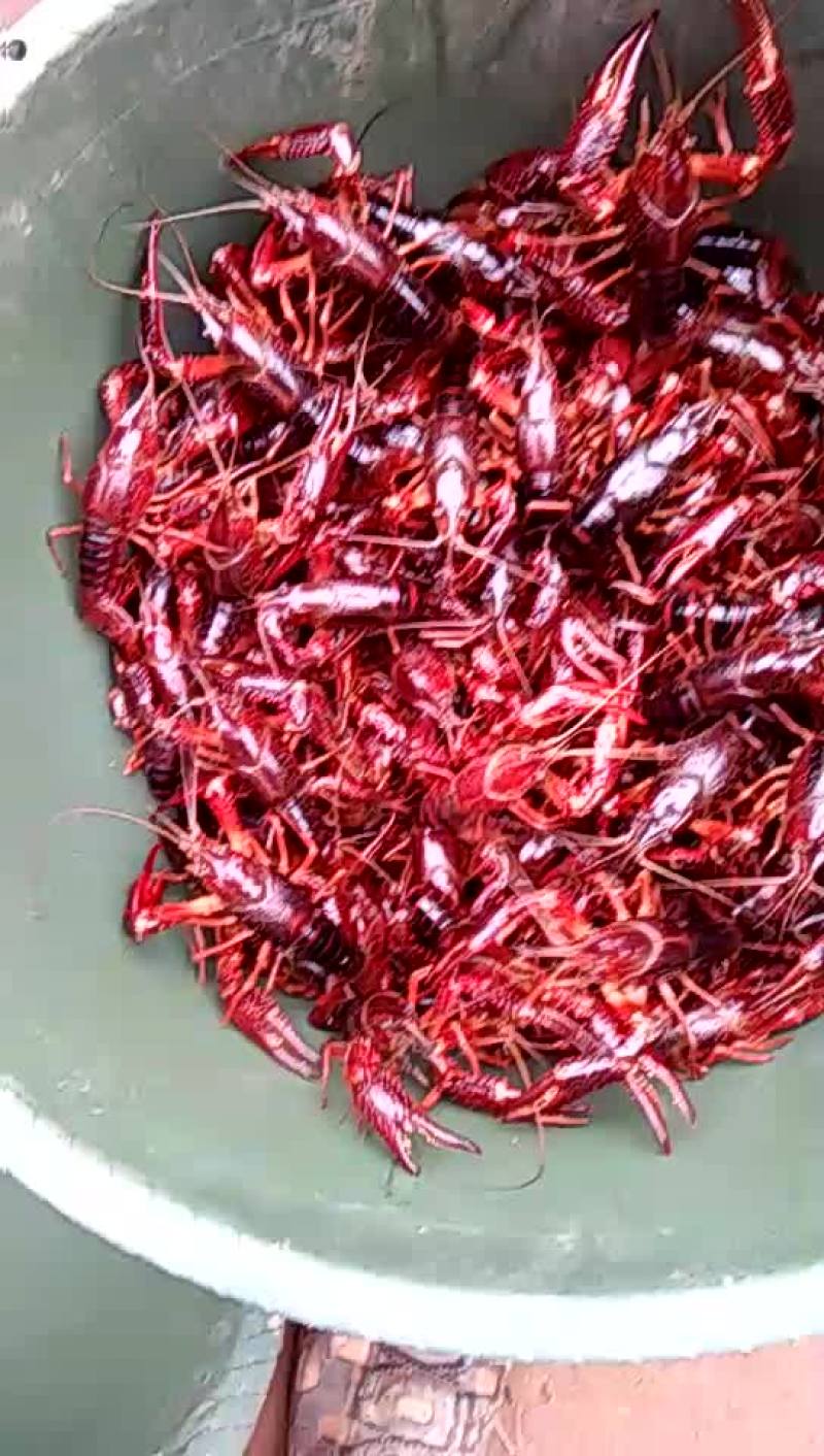 小龙虾食用6-8钱（30-40克）活虾小龙虾主养