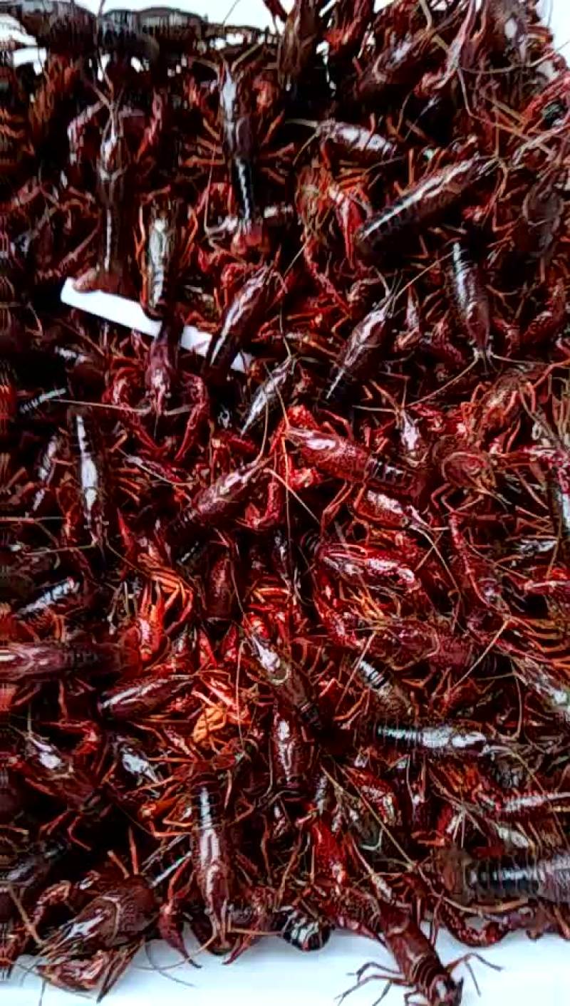 小龙虾食用6-8钱（30-40克）活虾小龙虾主养