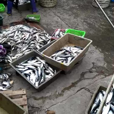 青占鱼