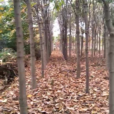 七叶树5~10cm5~10cm