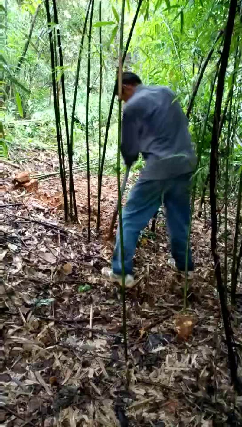 钢竹3~4m，叶片清秀，成活率高