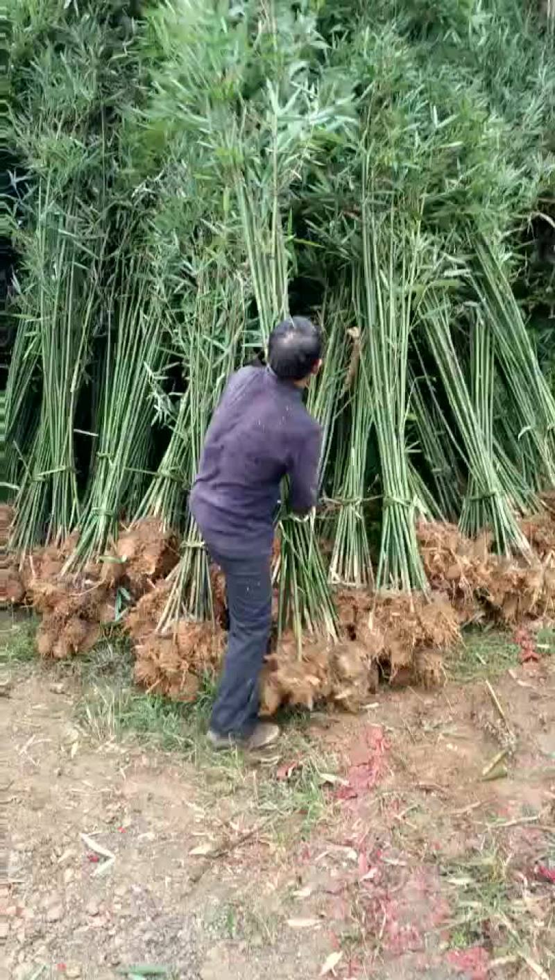 钢竹3~4m，叶片清秀，成活率高