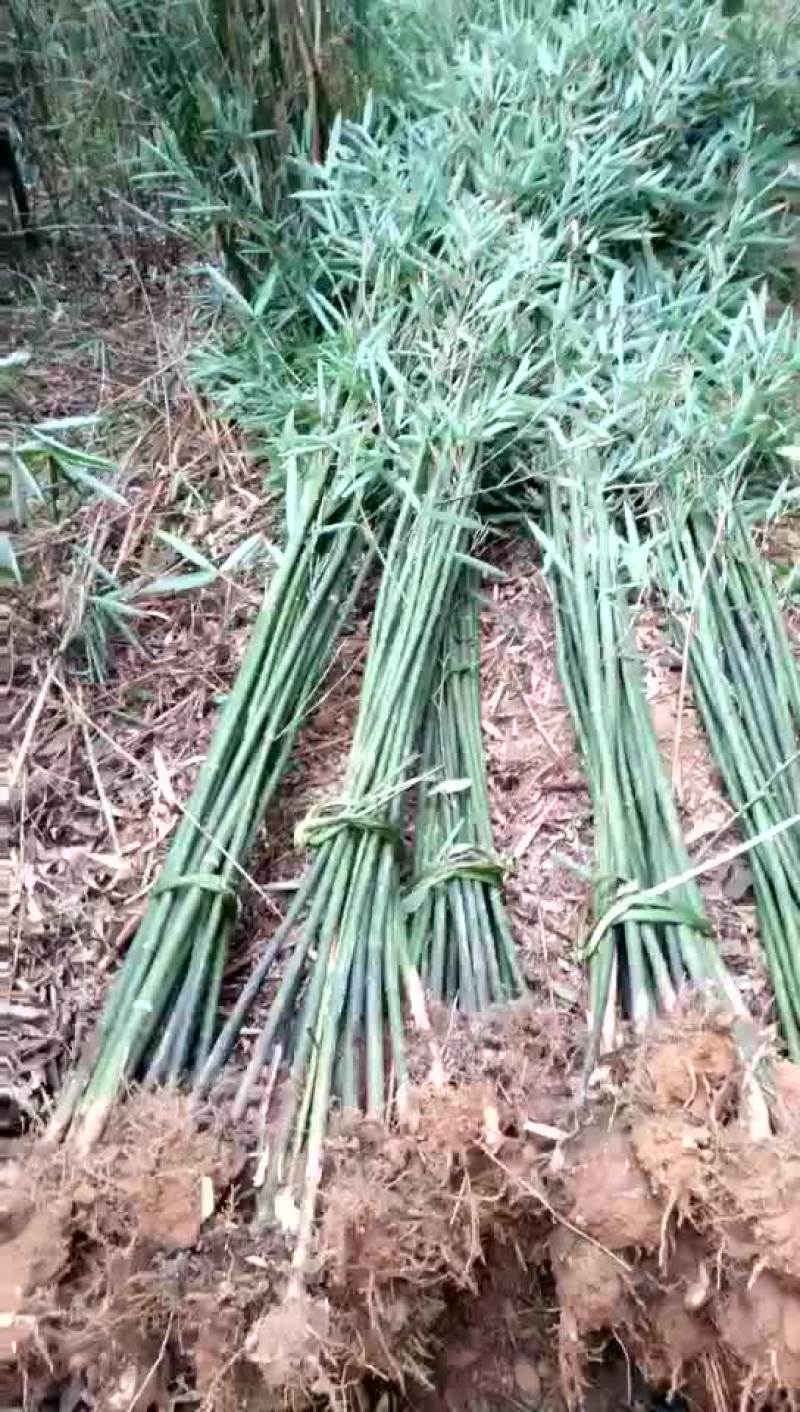 钢竹3~4m，叶片清秀，成活率高