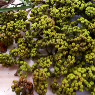 吴茱萸中花统，干货统货
