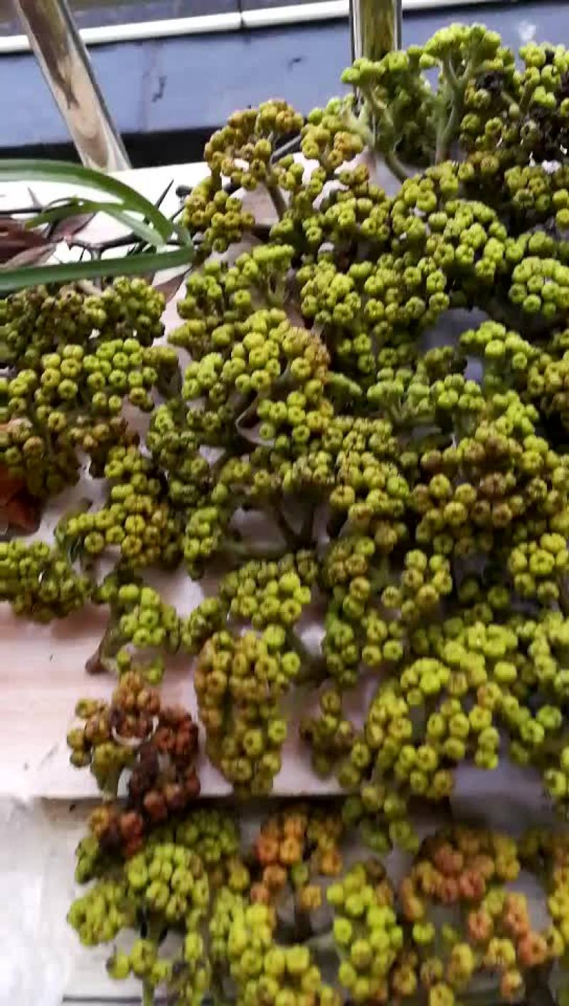吴茱萸中花统，干货统货