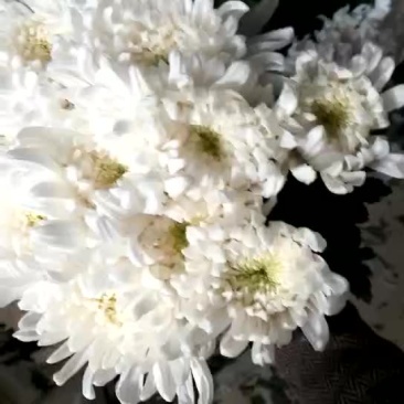 白菊花80~100cm