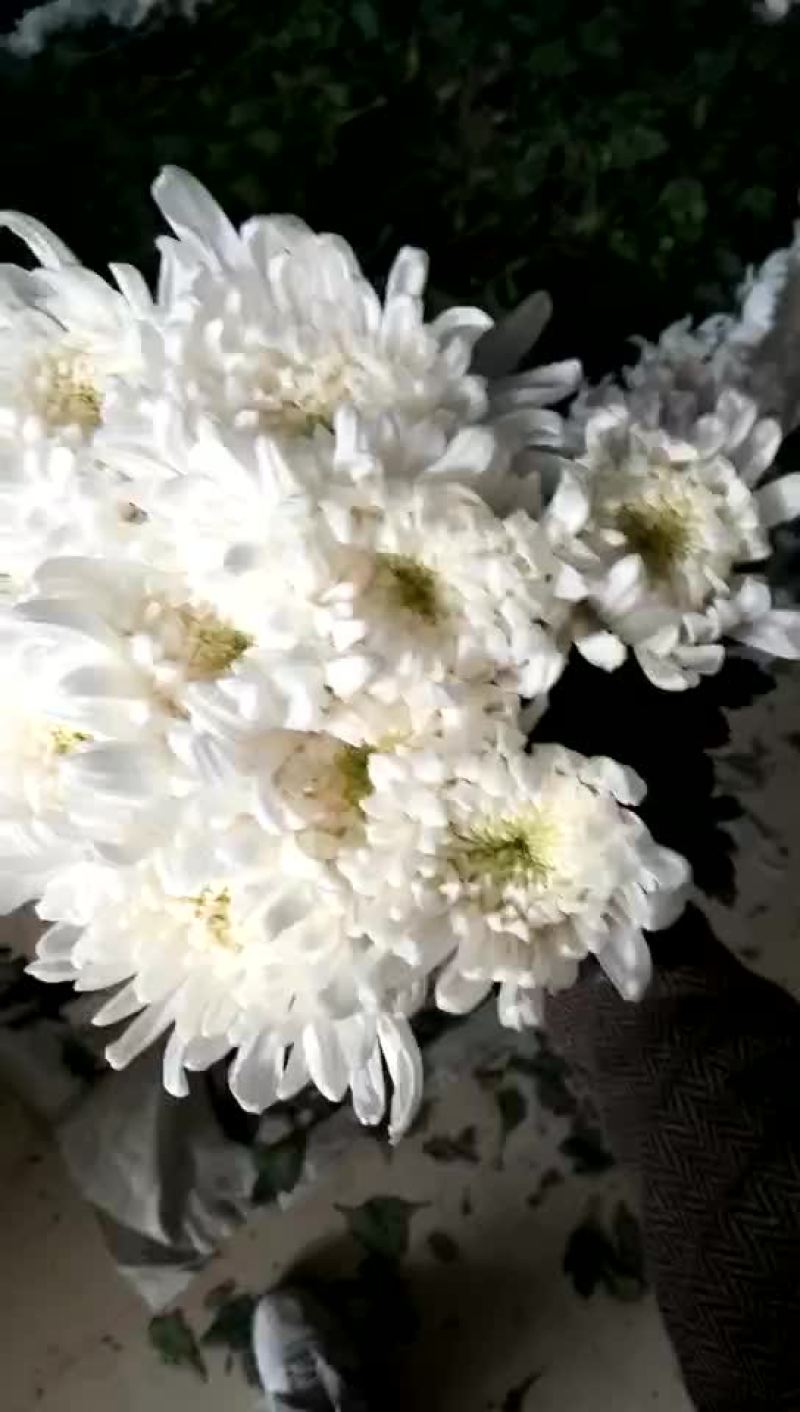 白菊花80~100cm