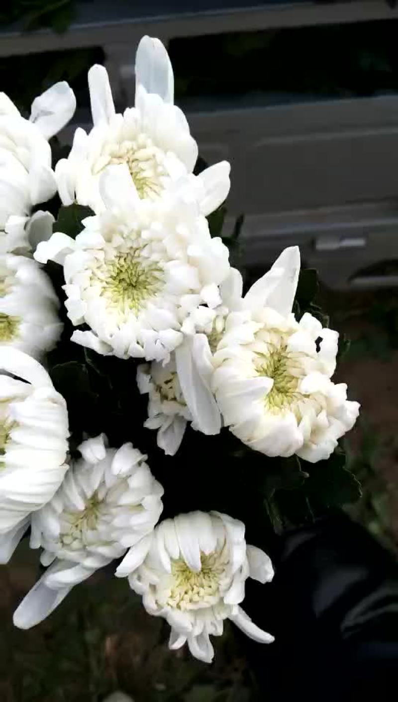 白菊花80~100cm
