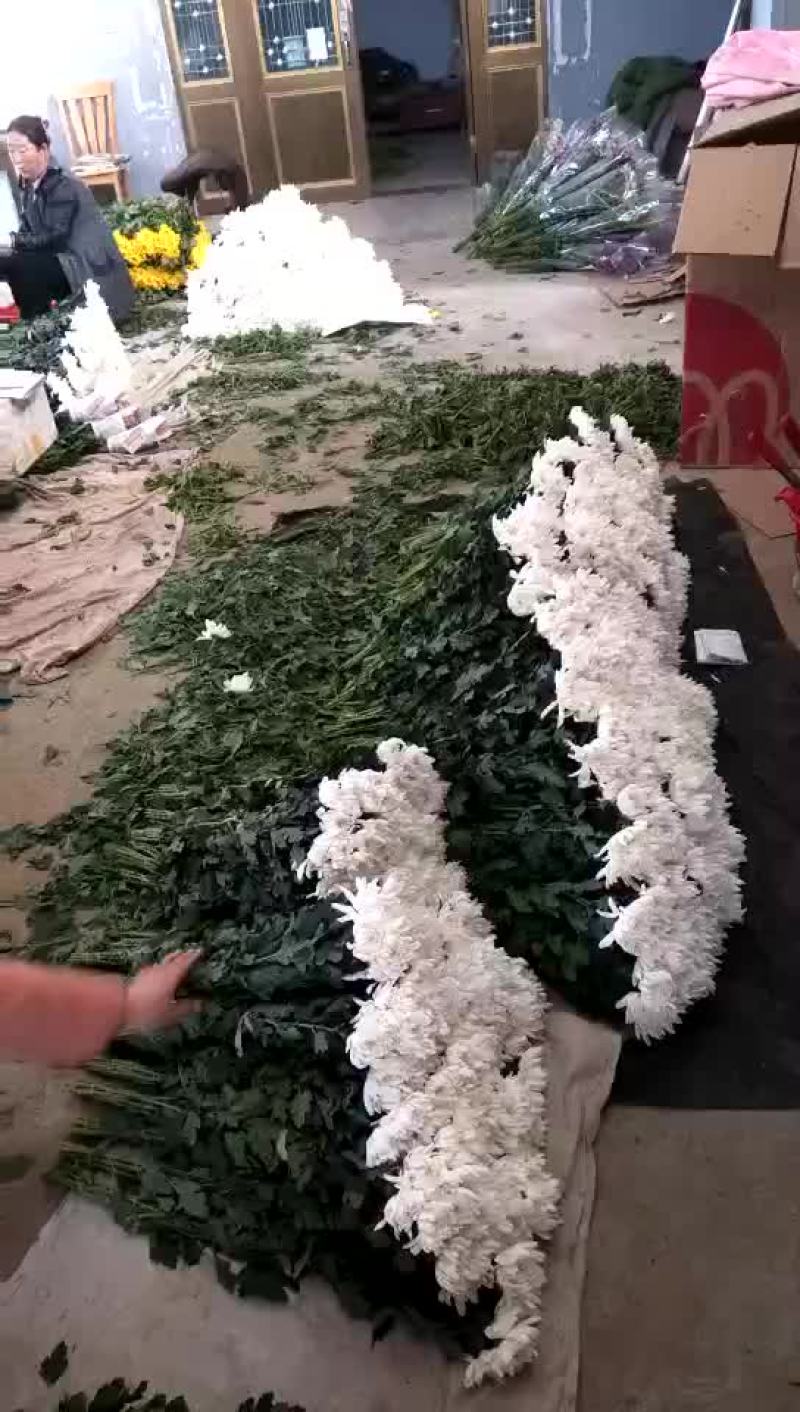白菊花80~100cm