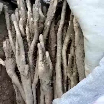 小白嘴白山药2~3厘米30~40厘米二级巴掌货
