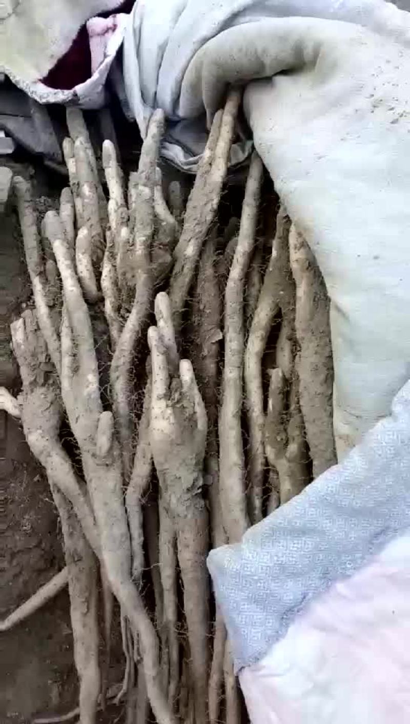 小白嘴白山药2~3厘米30~40厘米二级巴掌货