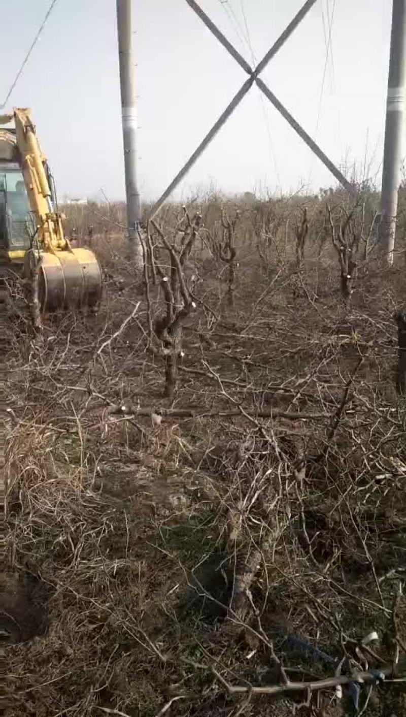 冬枣树苗1公分到15公分的